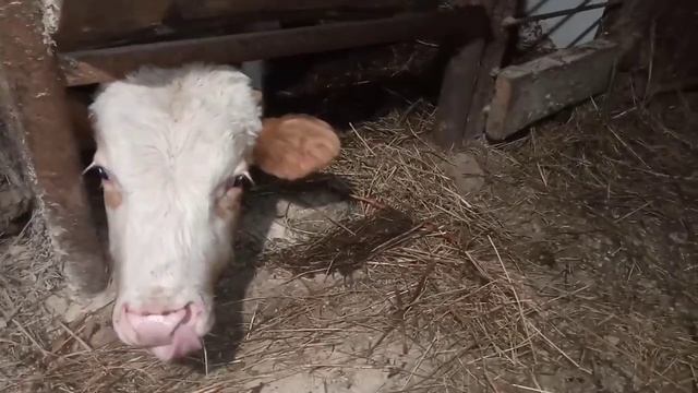 КАК поим своих ЖИВОТНЫХ