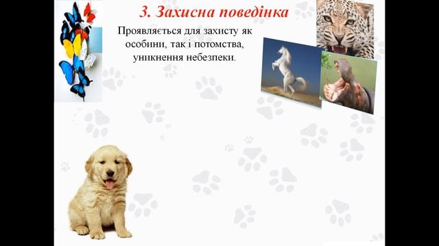 Урок № 56. Форми поведінки тварин: дослідницька, харчова, захисна, гігієнічна. смотреть онлайн