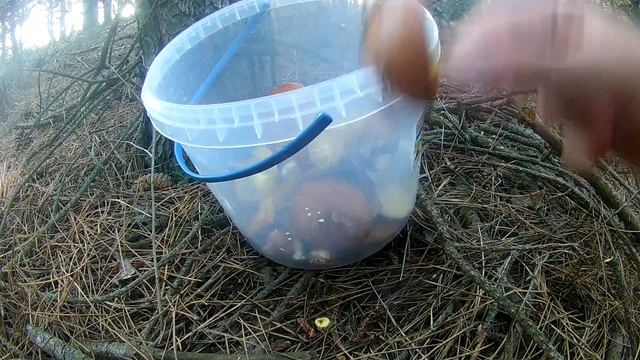 ПОЕХАЛИ В ЛЕС И СОБРАЛИ ГРИБОВ! - Супер Пес UA смотреть онлайн