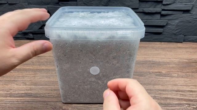 Pilze in Eimern selbst züchten | Unsterile Pilzzucht für Anfänger | Teil 2 смотреть онлайн