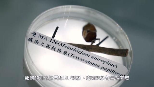 防檢局/美和科大 黑殭菌Metarhizium anisopliaeMA 126微生物殺蟲劑技術 смотреть онлайн