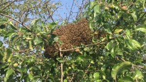 Рой пчел вылетел из улья со старой маткой