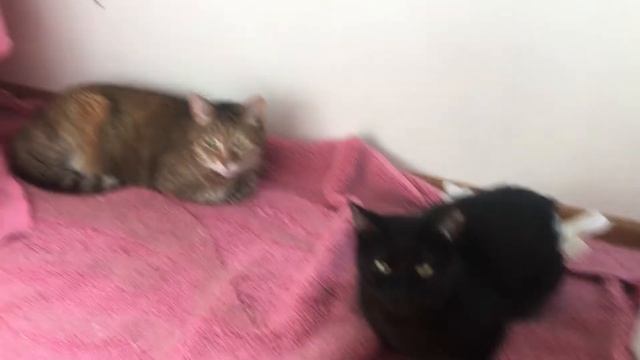 В Москве +30, спасаемся на балконе 😊🔥🙏 смотреть онлайн