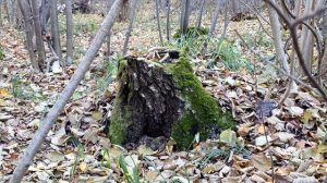 Опёнок кирпично-красный в сентябре