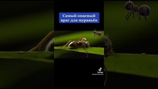 Самый древний паразит смотреть онлайн