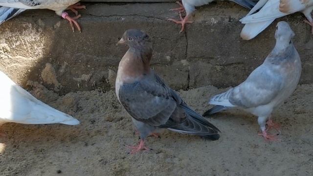PIGEONS. Перенес молодых бакинских бойных голубей в гонную будку 01.07.2020г.