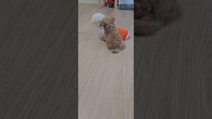 мальтипу и бишон фризе #мальтипу #бишонфризе #собаки #животные