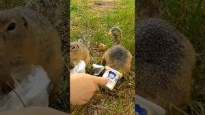 Суслики с острова Татышев - Красноярск