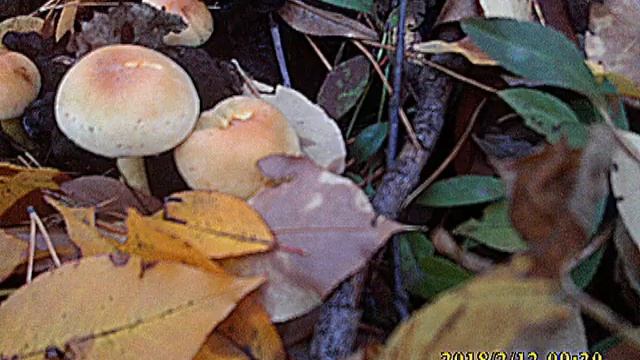 Долгий путь к настоящим опятам 03 Nov 2018 kopjatam смотреть онлайн