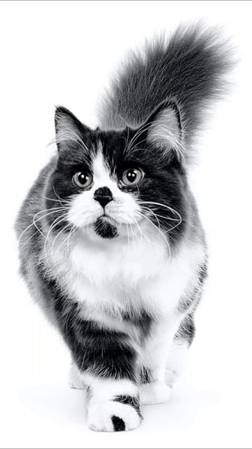 Британская длинношерстная кошка #кошки #кот #кошка