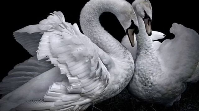 Поэзия! Фариза Оңғарсынова:Мен сізді ұнатамын/Оқыған:Айгерім Ашықбаева смотреть онлайн