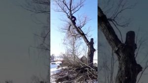 Тел /whatsApp +79657029577 Спил вырубка обрезка деревьев Обнинск