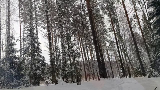 В лес на охотничьих лыжах.