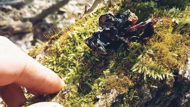 гриби - всі останні новини на сьогодні, свіжі новини -10 березня 2023 Mushrooms🇺🇦 смотреть онлайн