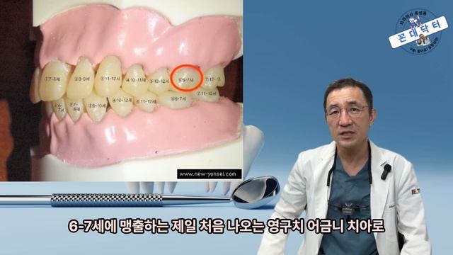 우리 아이 영구치 맹출 시기 및 순서 유치 빠지는 순서 #소아치과 #영구치 #치아교정 #치과의사 #치과 #육아 #육아꿀팁