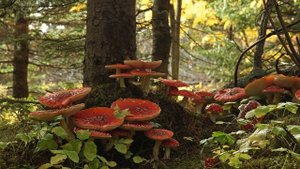 Футажи- Грибы в лесу3