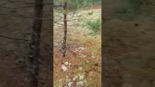 Лесная охота Юрия Журавлёва. Сказочный тройничок и другие... смотреть онлайн