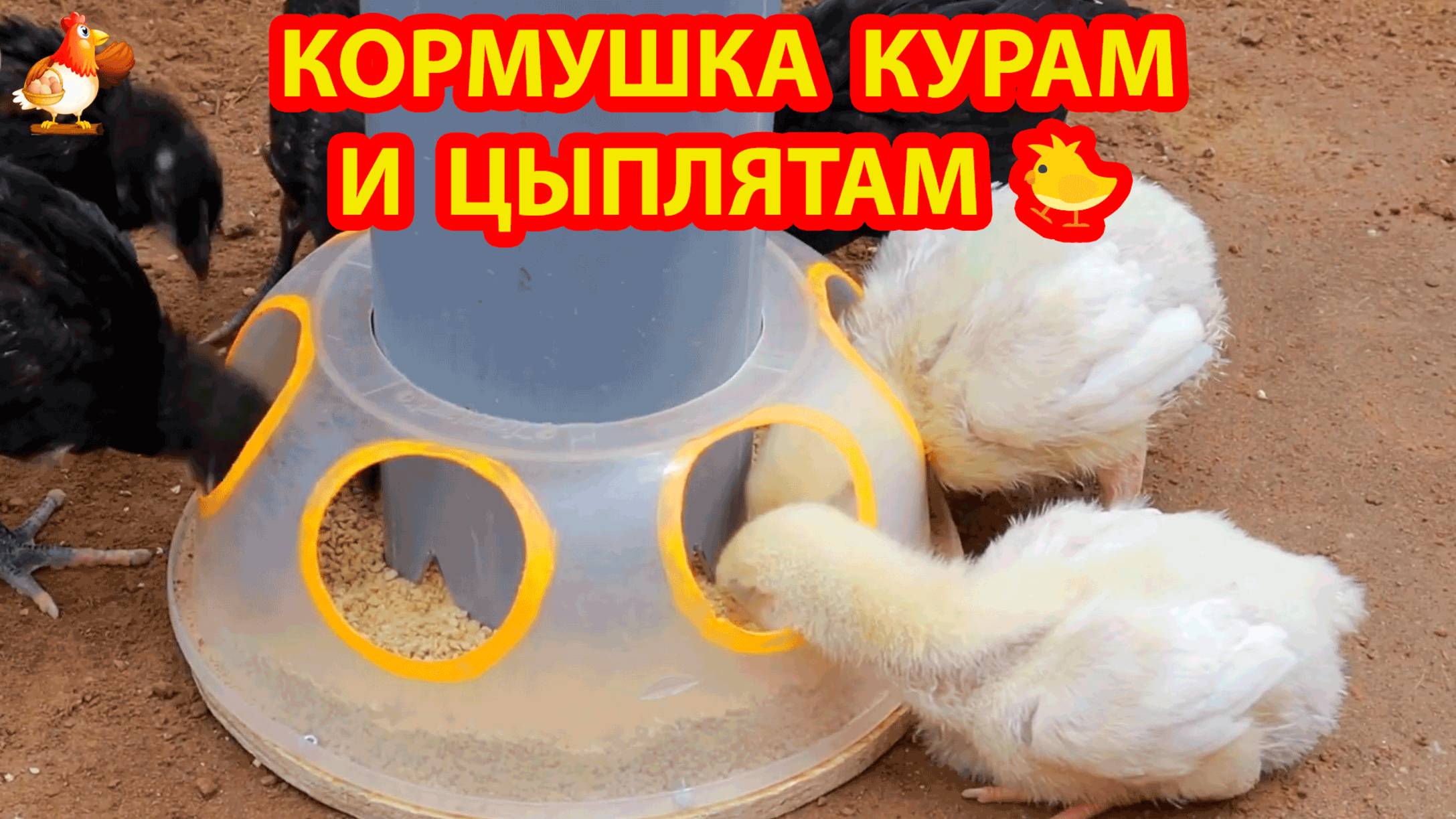 Кормушка курам и цыплятам из пластиковой миски и трубы ПВХ ❣️🤗😂