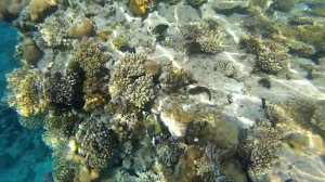 Snorkeling with fish  in the Red sea at Sharm-El-Sheikh. Egypt