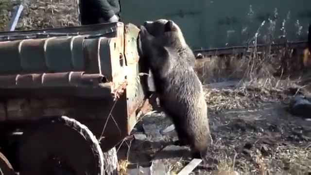 вахтовики сняли уникальное видео о невероятно добродушном диком медведе смотреть онлайн