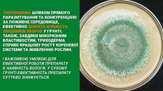 Грунтовий інсекто-фунгіцид - MetaRiz смотреть онлайн
