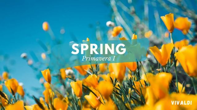 Primavera me. Primavera me. Primavera me. Conjunto. Conjunto.