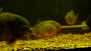 29 Gallon Aquaium Tank Piranha Red Belly Ternetzi