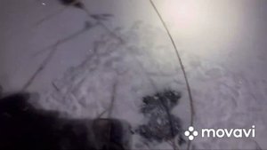 Стая Волков загрызла бобра