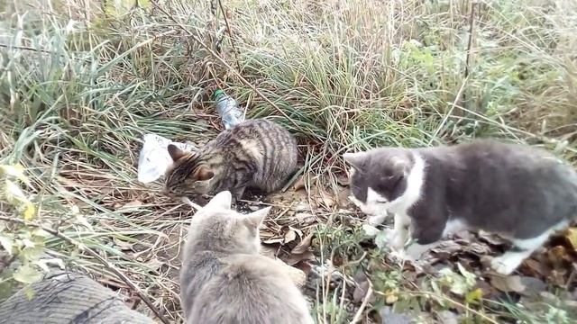 Так и не поделился с мамой