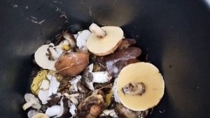 Вылазка в лес Холодно Зеленушки и не только