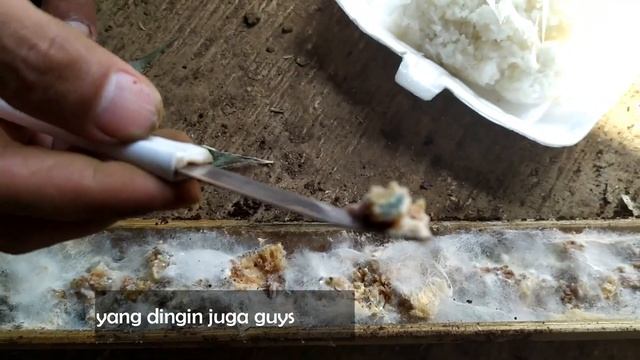 Cara Membuat Perangkap Jamur Trichoderma sampai Pembuatan POC !!