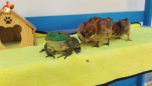 Лягушка Бык с цыплятами и утятами ❣️🤗😂🐤🐸