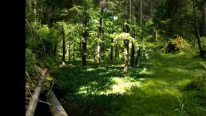 Сергей Есенин - По лесу леший кричит на сову...