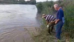 дождался трофей сом 9 кг