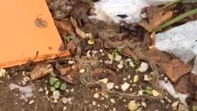 Procession moth caterpillars , смотреть онлайн