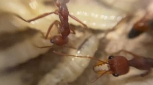 Myrmecia gulosa colony - Bull ant colony - Ant Keeping