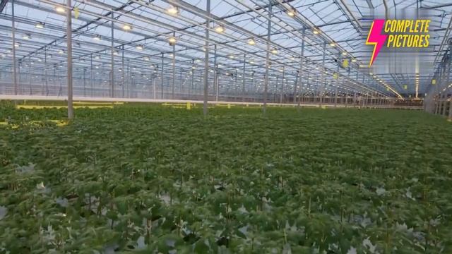 Amazing Modern Tomato Farming Tomato Harvesting Machine Automatic Tomato Agriculture Technology 202