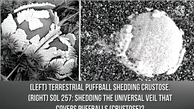 মঙ্গলে কি প্রাণ আছে দেখুন এই ভিডিওতে । смотреть онлайн