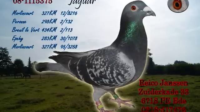 Racing Pigeons Photo Slideshow смотреть онлайн