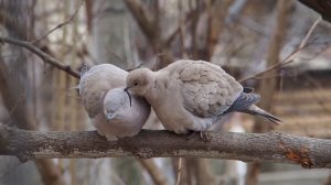 кольчатая горлица