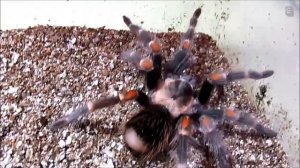 Brachypelma auratum