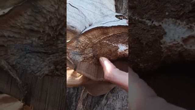 Сломанный #гриб трутовик. Месяц спустя смотреть онлайн