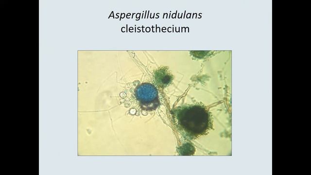 All Fungi things, by Professor Dana Perry смотреть онлайн