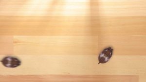 CAT GAMES - 🐹 CATCHING HAMSTERS (ENTERTAINMENT VIDEOS FOR CATS TO WATCH)