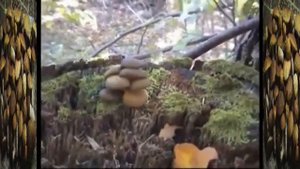 Грибы Вешенки в лесу. Как растут.