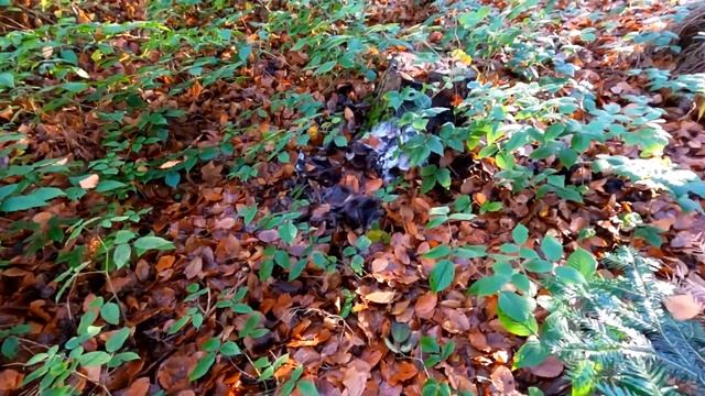 Водопады Лумшор, Грибы смотреть онлайн