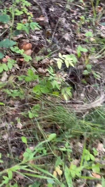 ТАКОГО ВЫ ЕЩЁ НЕ ВИДЕЛИ НИКОГДА ! ГРИБНИК В ОБМОРОКЕ ТАКОГО НЕ ОЖИДАЛ И ПОТЕРЯЛ ДАР РЕЧИ ! смотреть онлайн