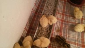 Суточные перепелята