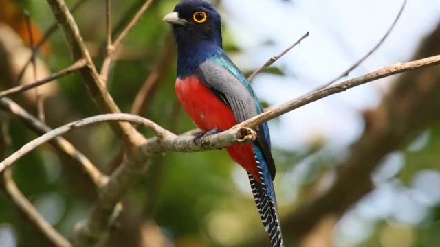 Surucuá Aurora o Trogon Curucui Cantando Sonido para Llamar El Mejor