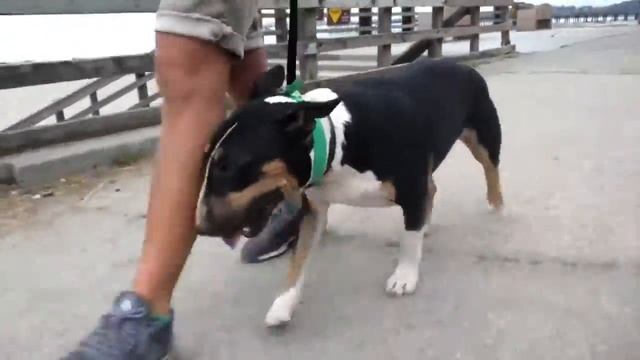 Best Mini Bull Terrier Dog Training | Central Coast, CA | Pancho смотреть онлайн